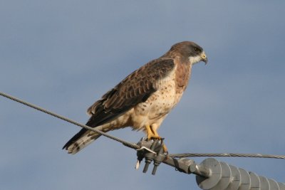 Swainson's Hawk  (adult light phase)