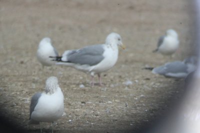 Putative Vega Gull at Larimer Landfill, Colorado