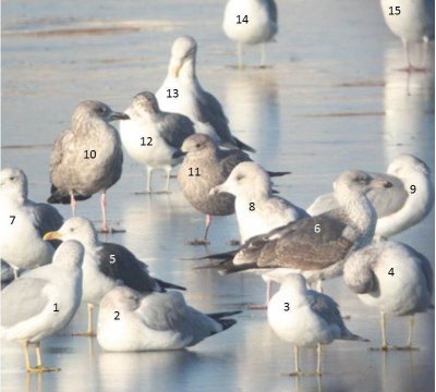 Gull Quiz - Answers on page 2