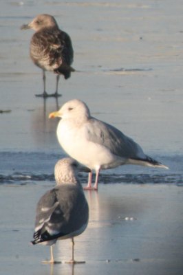 Juv LBBG with adult Thayer's Gull