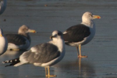 LBBG (right) with California Gulls
