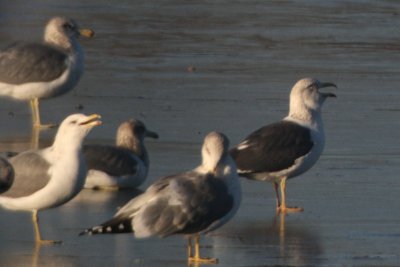 LBBG (right) with four California Gulls