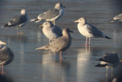 Gulls at Horseshoe Lake, 7 Dec 2014