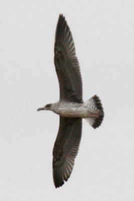 Lesser Black-backed Gull (1st cycle, graellsii)