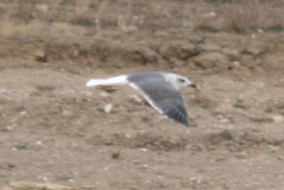 Lesser Black-backed Gull (3rd cycle, graellsii)