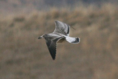 Lesser Black-backed Gull (1st cycle, graellsii)