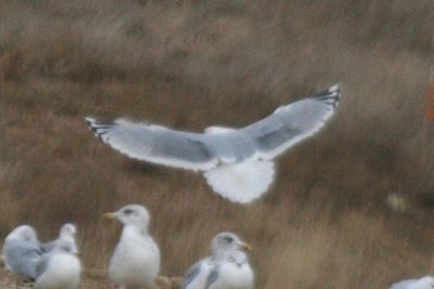 Thayer's Gull (adult, in flight)