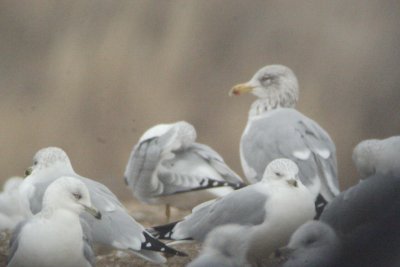 California Gull x Herring