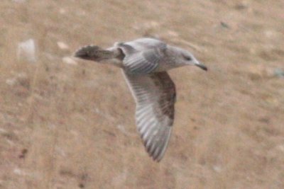 Herring Gull (first cycle)
