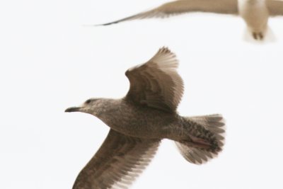 Herring Gull? (first cycle)