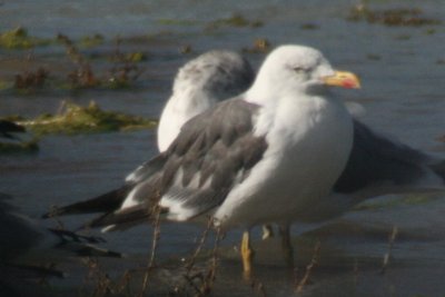 Lesser Black-backed Gull (adult, molting)