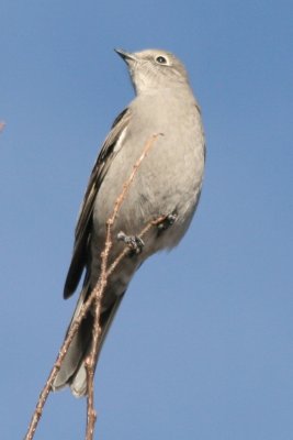 Townsend's Solitaire (adult)