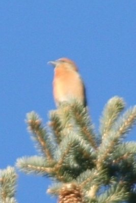 Red Crossbill (adult male)