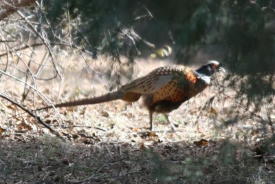 Ring-necked Pheasant (adult male)