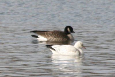 Ross's Goose with Cackling Goose
