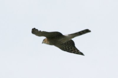 Sharp-shinned Hawk in flight