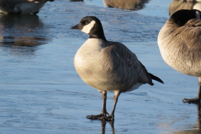 Cackling Goose (Richardson's subspecies)