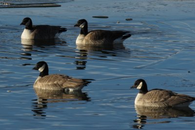 Cackling Geese (Richardson's subspecies)