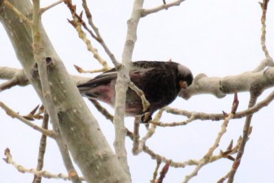 Black Rosy-Finch (adult male)