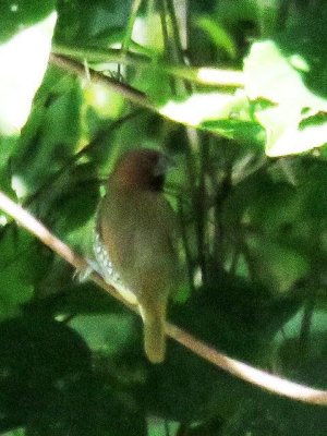 Scaly-breasted Munia in Jamaica