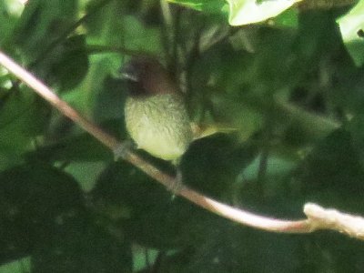Scaly-breasted Munia in Jamaica