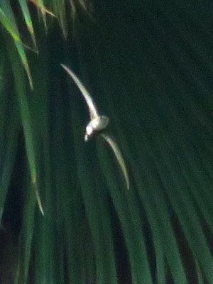 Antillean Palm Swift