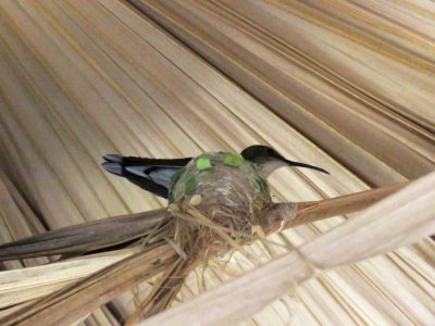 Black-billed Streamertail (female) on nest