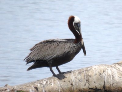 Brown Pelican (alternate Atlantic)