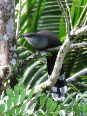 Chestnut-bellied Cuckoo