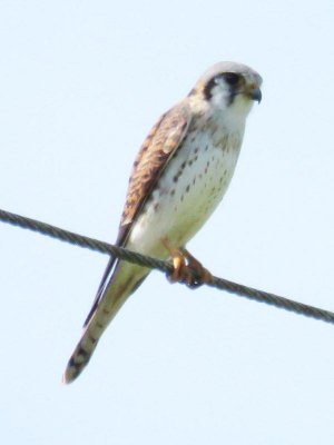 Cuban Kestrel - female