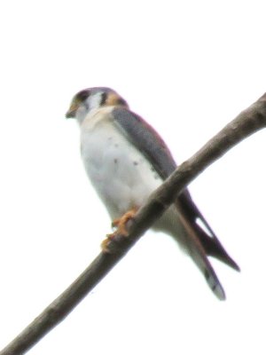 Cuban Kestrel - male 