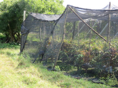 Cultivating ginger at the Farm