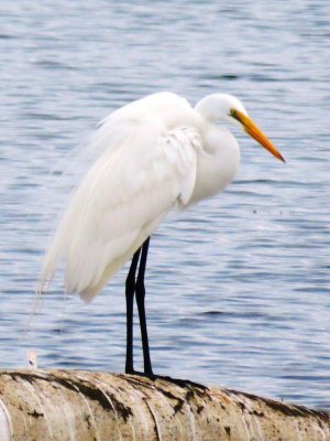 Great Egret