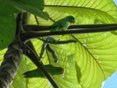 Green-rumped Parrotlets 