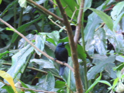 Jamaican Blackbird