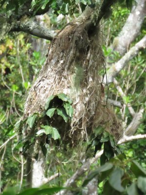 Jamaican Becard nest