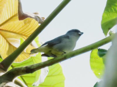 Estate House birds - Jamaican Euphonia