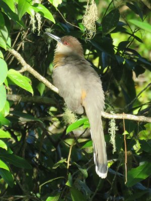 Jamaican Lizard-cuckoo 