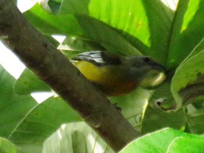 Jamaican Spindalis (female)