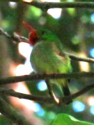 Jamaican Tody 