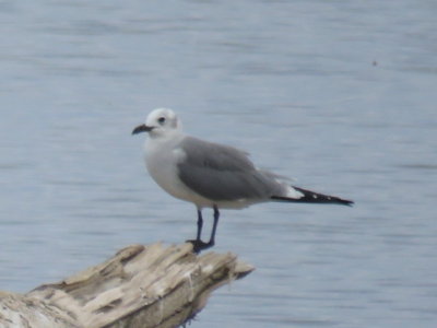 Laughing Gull (winter adult)