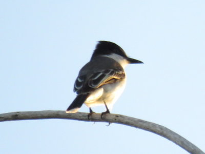 Estate House birds - Loggerhead Kingbird