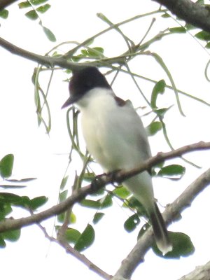 Estate House birds - Loggerhead Kingbird