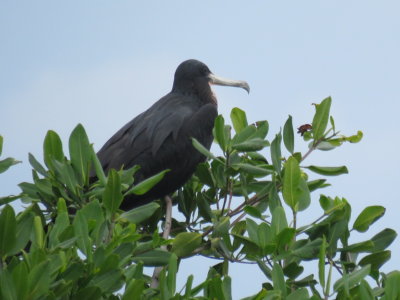 Magnificent Frigatebird