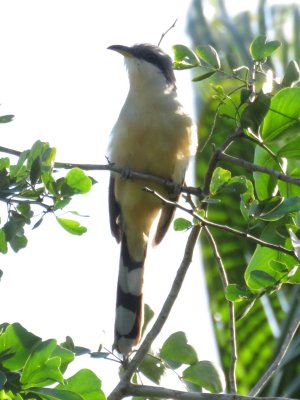 Mangrove Cuckoo 