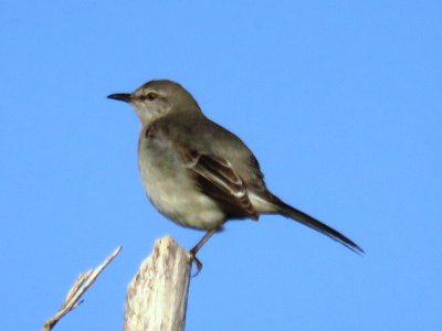 Estate House birds - Northern Mockingbird
