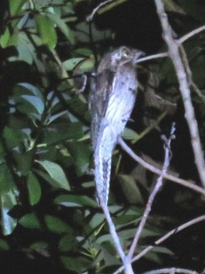 Estate House birds - Northern Potoo