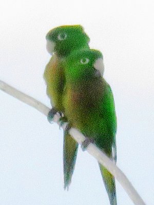 Estate House birds - Jamaican Parakeets