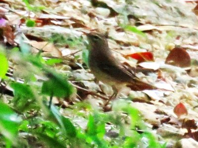 Palm Warbler