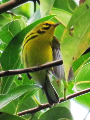 Prairie Warbler